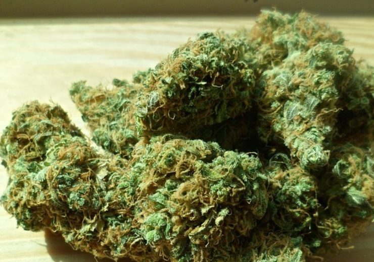 达美9号获得加拿大卫生部批准建立新的大麻加工中心