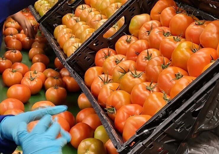 Agros Produce使用IFCO rpc包装番茄